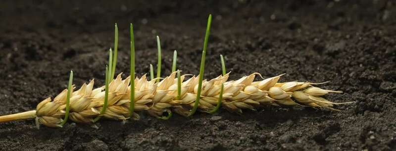 今年5月，因连日降雨，河南小麦在地里发芽